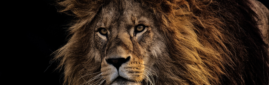 La part du lion en droit des sociétés aequitas expertise conseil juridique lille douai lens